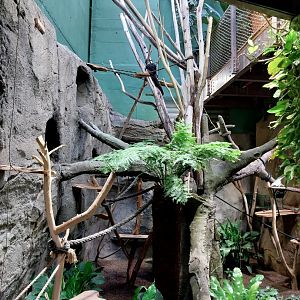White-faced saki enclosure