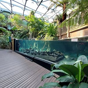 Amazon river aquarium
