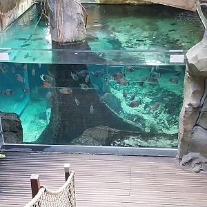 Red piranha aquarium