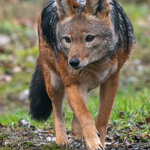 Black-backed jackal (Canis mesomelas)