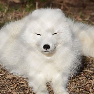 Rocky Coast - Arctic Fox (Vulpes lagopus)