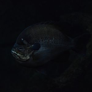 Streamside - Bluegill (Lepomis macrochirus)