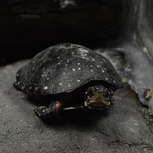 Streamside - Spotted Turtle (Clemmys guttata)