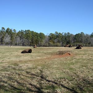 Prairie in the Winter