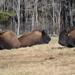 Prairie - American Bison (Bison bison)