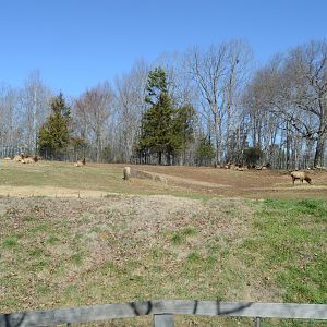 Prairie - Herd of American Elk (Cervus canadensis)