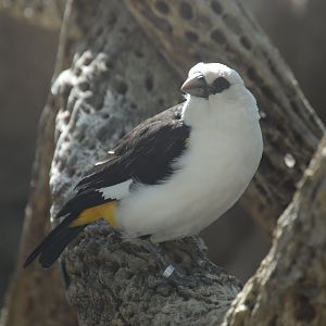 Desert - White-headed Buffalo-Weaver (Dinemellia dinemelli)