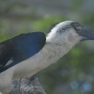 Desert - Female Von Der Decken's Hornbill (Tockus deckeni)