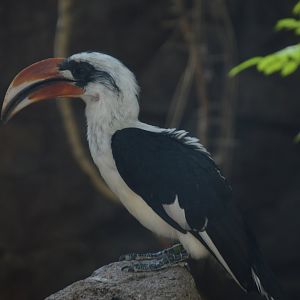 Desert - Male Von Der Decken's Hornbill (Tockus deckeni)