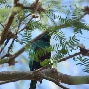 Desert - Emerald Starling (Lamprotornis iris)