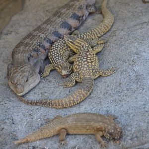 Desert - Australian Lizard Party