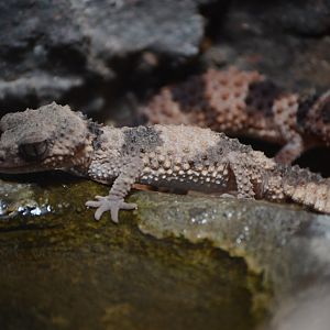 Desert - Banded Knob-tailed Gecko (Nephrurus wheeleri cinctus)