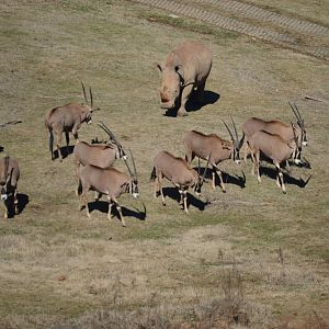 Watani Grasslands - A Rhino crashes an Oryx nap