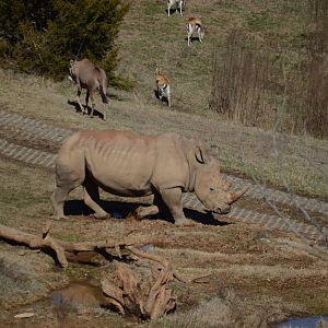 Watani Grasslands - Southern White Rhinoceros (Ceratotherium simum ssp. simum)