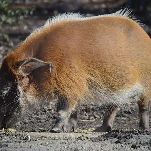 Africa - Red River Hog (Potamochoerus porcus)