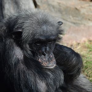 Kibale Forest - Chimpanzee (Pan troglodytes)