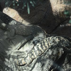 Desert - Beaded Lizard (Heloderma horridum) and Gila Monster (Heloderma suspectum)