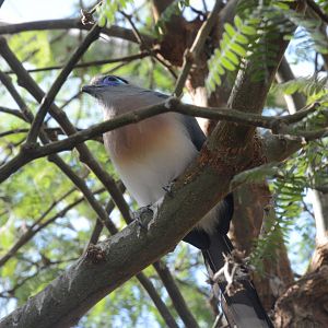 Desert - Crested Coua (Coua cristata)