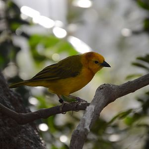 02/13/2024 - Taveta Golden-Weaver (Ploceus castaneiceps)