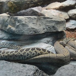 Desert - Tamaulipan Rock Rattlesnake (Crotalus lepidus morulus) and Central Plateau Dusky Rattlesnake (Crotalus triseriatus triseriatus)