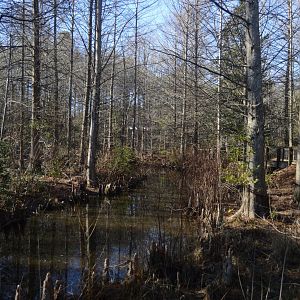 Cypress Swamp in the Winter