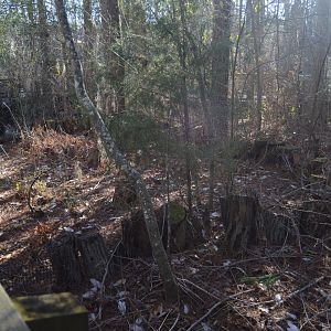 Cypress Swamp - Abandoned Exhibit