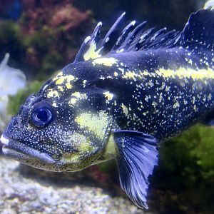 China Rockfish (Sebastes nebulosus)
