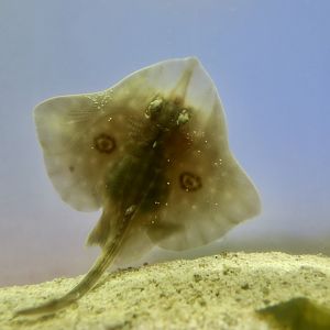 Big Skate (Beringraja binoculata) young