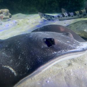 Diamond Stingray (Hypanus dipterurus)