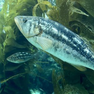 Kelp Bass (Paralabrax clathratus)