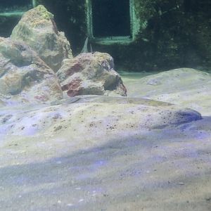 Pacific Angelshark (Squatina californica)