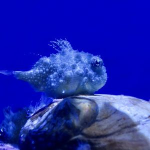 Pacific Spiny Lumpsucker (Eumicrotremus orbis)