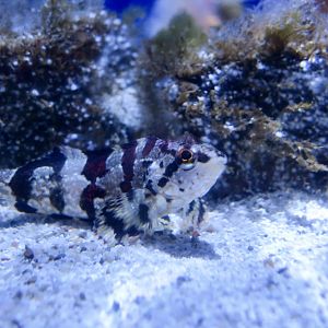 Painted Greenling (Oxylebius pictus)