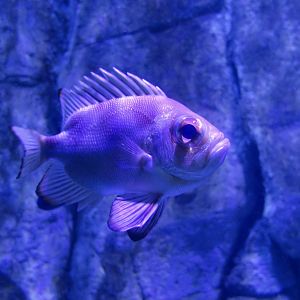 Popeye Catalufa (Pristigenys serrula)