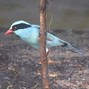 Common Green Magpie (Cissa chinensis)