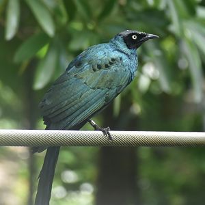 Long-tailed Glossy Starling (Lamprotornis caudatus)