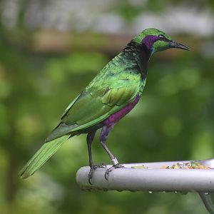 Emerald Starling (Lamprotornis iris)