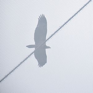 White-bellied Sea Eagle (Icthyophaga leucogaster)