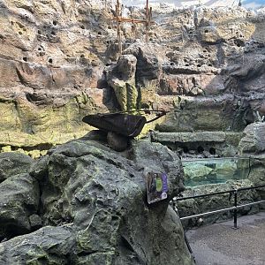The Living Coast - Renovated penguin exhibit