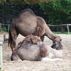 Dromedary camels (Camelus dromedarius), 2023-10-13