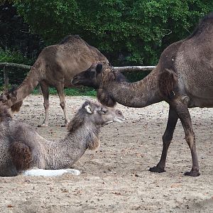 Dromedary camels (Camelus dromedarius), 2023-10-13