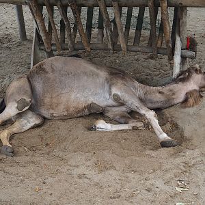 Dromedary camel (Camelus dromedarius), 2023-10-13