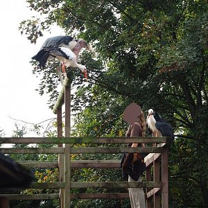 Trained birds flying - European white stork, Marabou, American black vulture, 2023-10-13