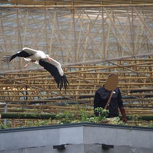 Trained birds flying - European white stork, 2023-10-13