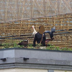 Trained birds flying - European white stork, Hooded vulture, American black vulture, 2023-10-13