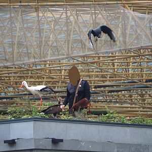 Trained birds flying - European white stork, Hooded vulture, American black vulture, 2023-10-13