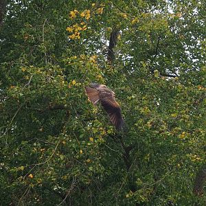 Trained birds flying - Common black kite, 2023-10-13