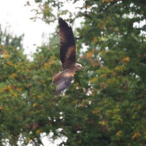 Trained birds flying - Common black kite, 2023-10-13