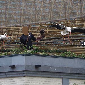 Trained birds flying - European white stork, Egyptian vulture, 2023-10-13