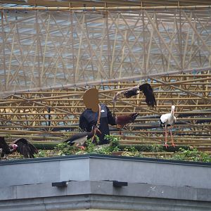 Trained birds flying - European white stork, Egyptian vulture, Hooded vulture, 2023-10-13